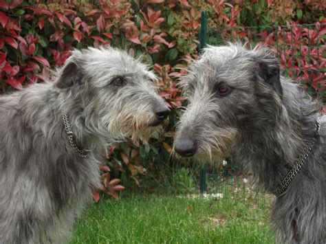 Two Scottish Deerhound dogs photo and wallpaper. Beautiful Two Scottish Deerhound dogs pictures