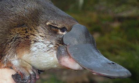 Platypus eating a normal insect diet could ingest at least 69 drugs ...