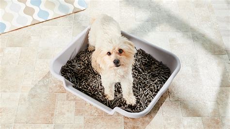 Helpful Tips To Successfully Train Your Dog To a Litterbox – Pets Nurturing