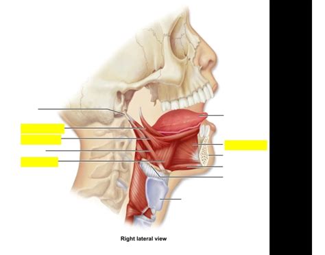 Muscle of the Oral Cavity Quiz