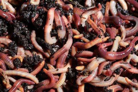 European Nightcrawlers: Versatile Composting & Fishing Worms – Brothers ...