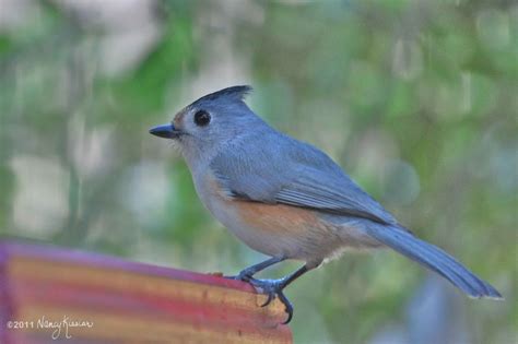 Wild About Texas: Texas Birds That Visit My Yard...the Tufted Titmouse