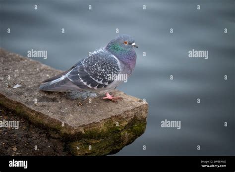 Rock dove or common pigeon or feral pigeon with lake behind. Rock dove ...