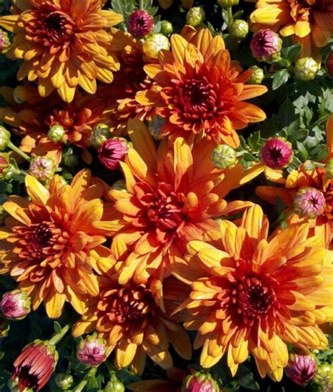 Belgian Mums® Conaco Orange - Johnson Nursery Corporation