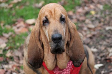 Bloodhound | Bloodhound, Gentle giant, Giants