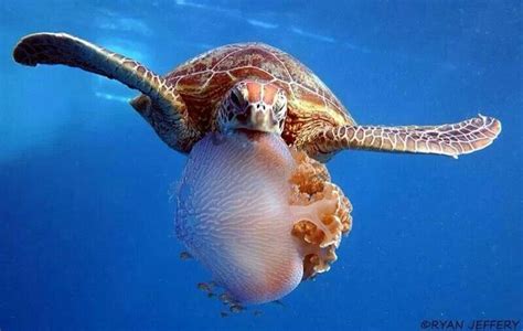 Sea Turtle Eating Jellyfish | Sea turtle, Ocean animals, Turtle