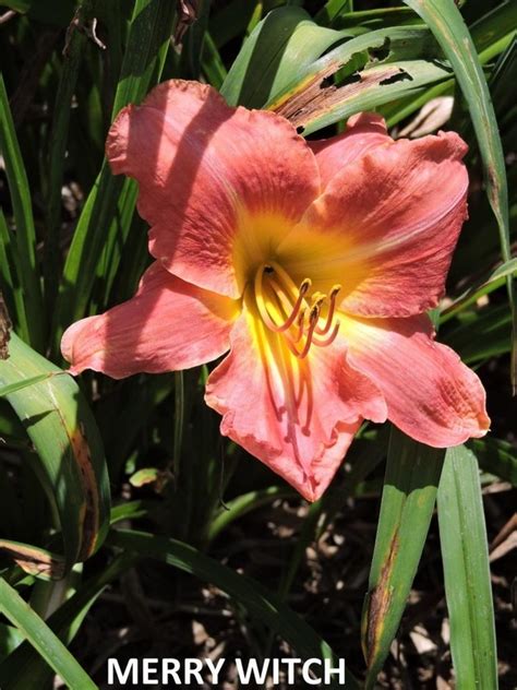 Red Daylilies - WILDWOOD FARMS GENERAL STORE