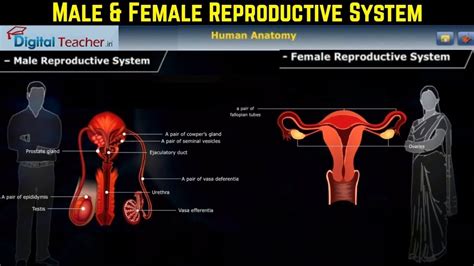 Male and Female Reproduction System Structure & Function |Reproductive ...