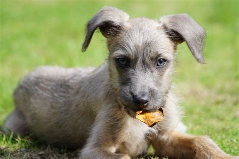 Rescue Puppy | Rescue puppies, Puppies, Battersea dogs