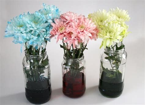 Dyeing Flowers with Food Coloring Tutorial - Dream a Little Bigger