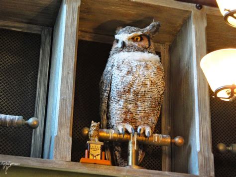 Abbie's Adventure Diaries: Owls Of The Wizarding World Of Harry Potter