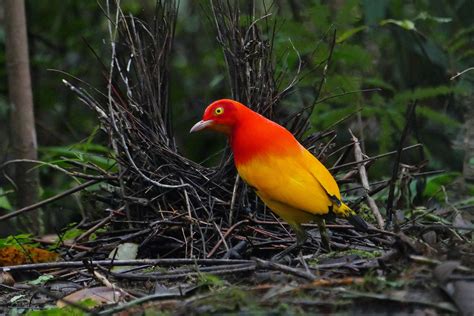 Papua New Guinea Birding Tours - Birdwatching Tours - Birdquest