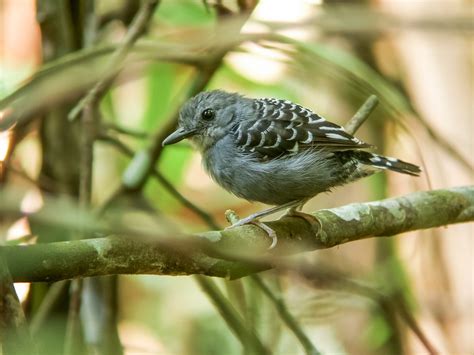 Xingu Scale-backed Antbird - Willisornis vidua - Birds of the World