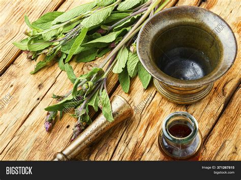 Fresh Sage Herb Image & Photo (Free Trial) | Bigstock