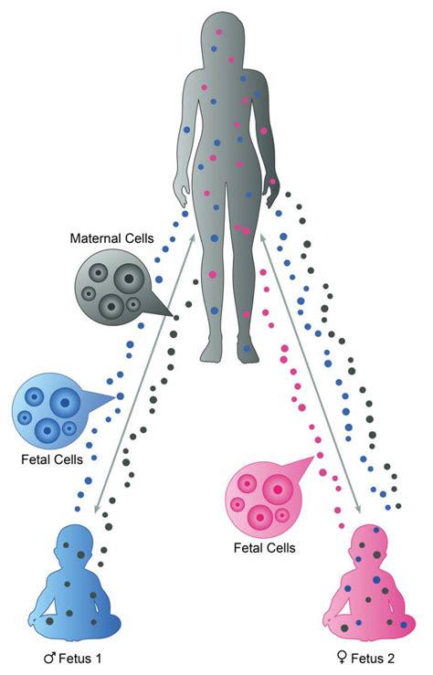 The mother of proband acquires fetal cells during her first pregnancy... | Download Scientific ...