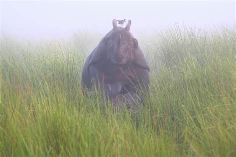 Mating Rhino Photograph by Chandamita Devi - Fine Art America