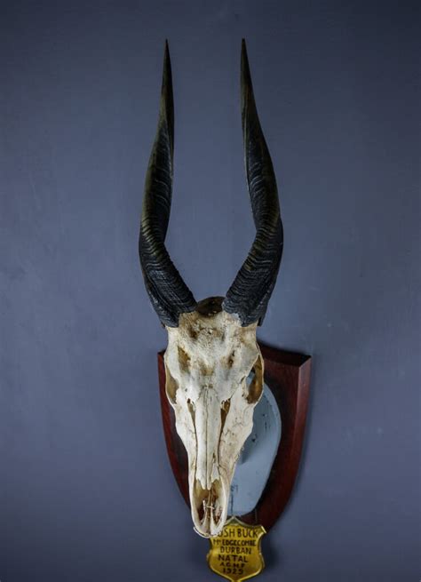 Bushbuck antelope skull and horns AHS271 | Antlers Horns and Skulls