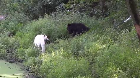 Wolves vs Bear (1080p - 50fps version) a fight over food - YouTube