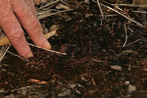 Organic farming: Soil preparation is the first step – African Farming