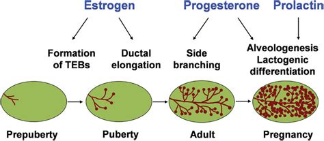 Schematic representation of mammary gland development at distinct... | Download Scientific Diagram