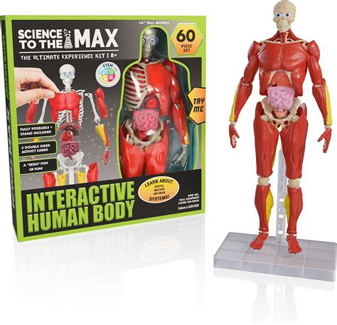 Be Amazing! Toys Interactive Human Body Anatomy Figure Kit - 60 Piece India | Ubuy