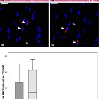 Histology of tendon lesions. Representative images of tendon lesion... | Download Scientific Diagram