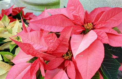 Poinsettia Plant image - Free stock photo - Public Domain photo - CC0 ...