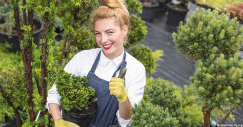 What soil do you use when transplanting a bonsai tree? – Bonsai Tree Help