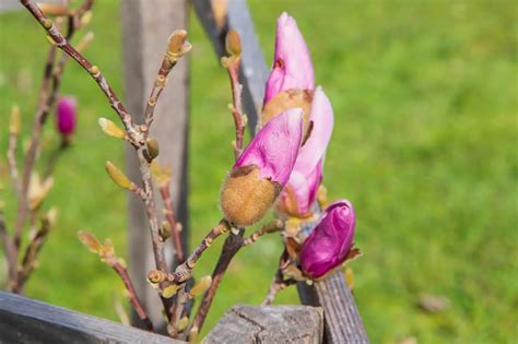 Magnolia Liliiflora Bird: Care & Growing Guide - Plantglossary