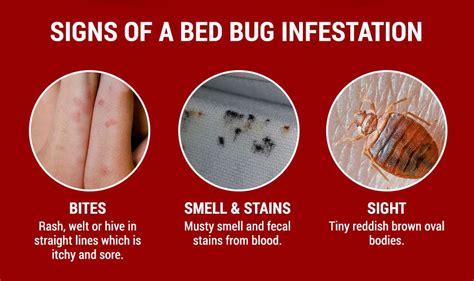 Bed Bug Awareness Week 2019 | Preventative Measures & Advice