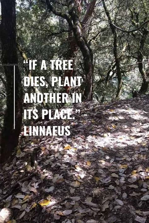 100 + Tree Planting Quotes AKA Quotes for Tree Planting