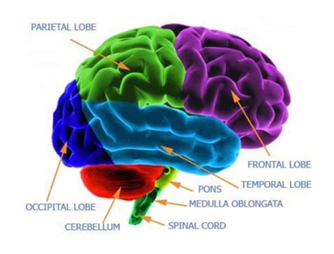 occipital lobe function - Story Impressed