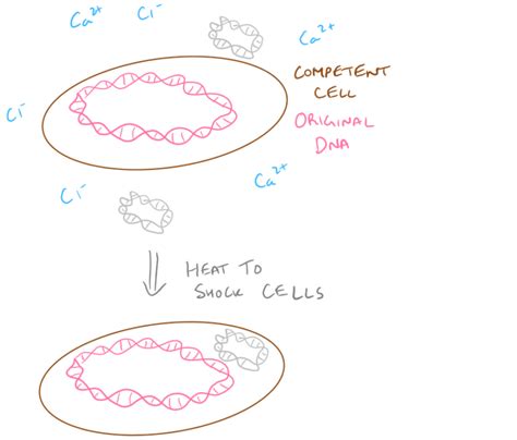 Transformation Biology - SciGine