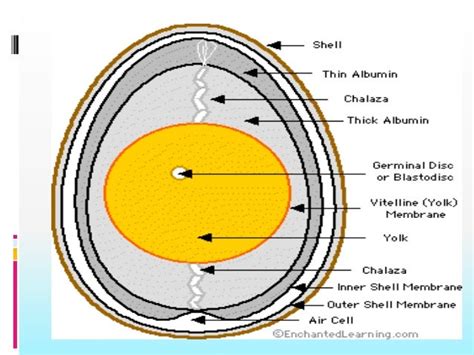 Label Egg Parts - Understanding Egg Labels - Which Options are Humane ...