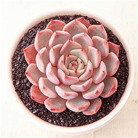 11 Pretty Pink Succulents for Your Dead Gorgeous Garden