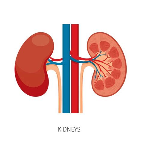 Kidney Clipart Free