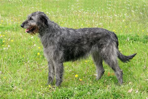 Irish Wolfhound Breed Info | Best Food, Training, Grooming | Bil-Jac