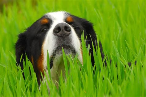 Bernese Mountain Dog Shedding - SirDoggie.com