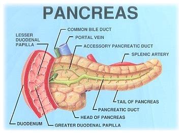 Pancreas: structure, hormones and functions - Online Biology Notes