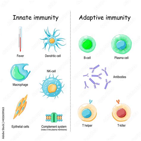 Innate and Adaptive immunity. comparison and difference Stock Vector | Adobe Stock