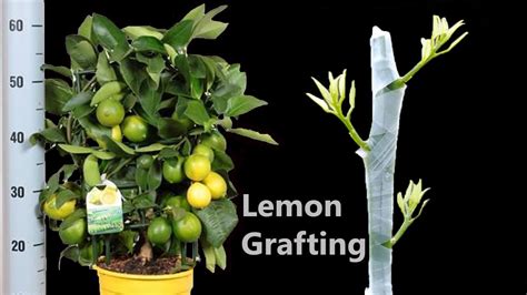 Grafting Citrus Tree - Cleft Grafting Fruit Tree - YouTube