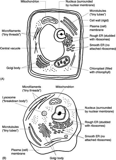 Prokaryotes versus Eukaryotes Help | Education.com | Cells worksheet ...