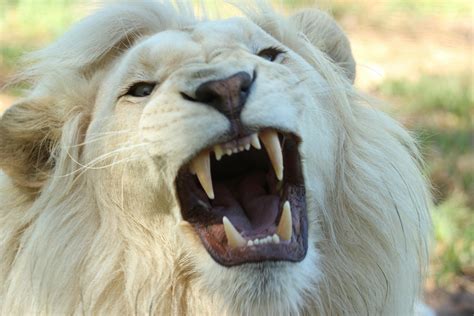 White Long Coat Lion · Free Stock Photo