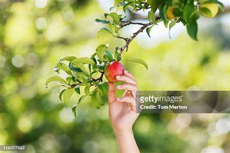 7,009 Asian Person Fruit Picking Stock Photos, High-Res Pictures, and ...