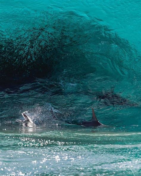 Incredible Pictures Of Sharks Surfing The Waves In Australia | Media ...