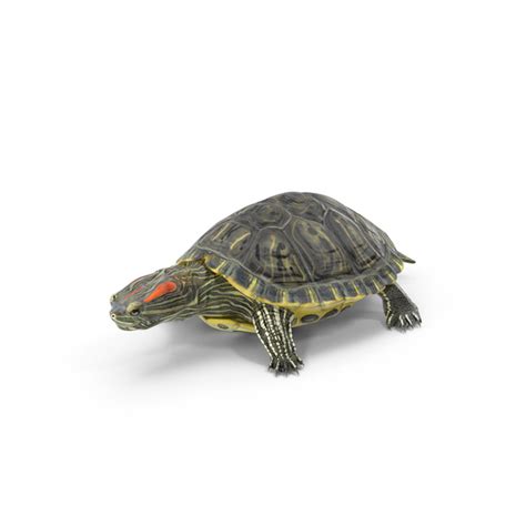 Pond Slider Turtle PNG Images & PSDs for Download | PixelSquid - S10602735C