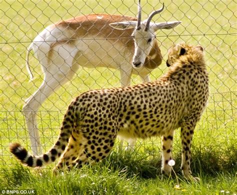 Come over here and say that: The cheetah and gazelle who have become friendly next door ...