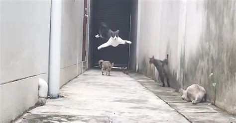 Cat Makes the Funniest Escape From Three Other Cats - It Made My Day!