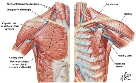 Anatomy of the Thoracic Wall, Pulmonary Cavities, and Mediastinum | Thoracic Key