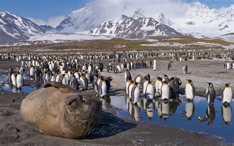 Southern Elephant Seal (Mirounga leonina) and King Penguins ...